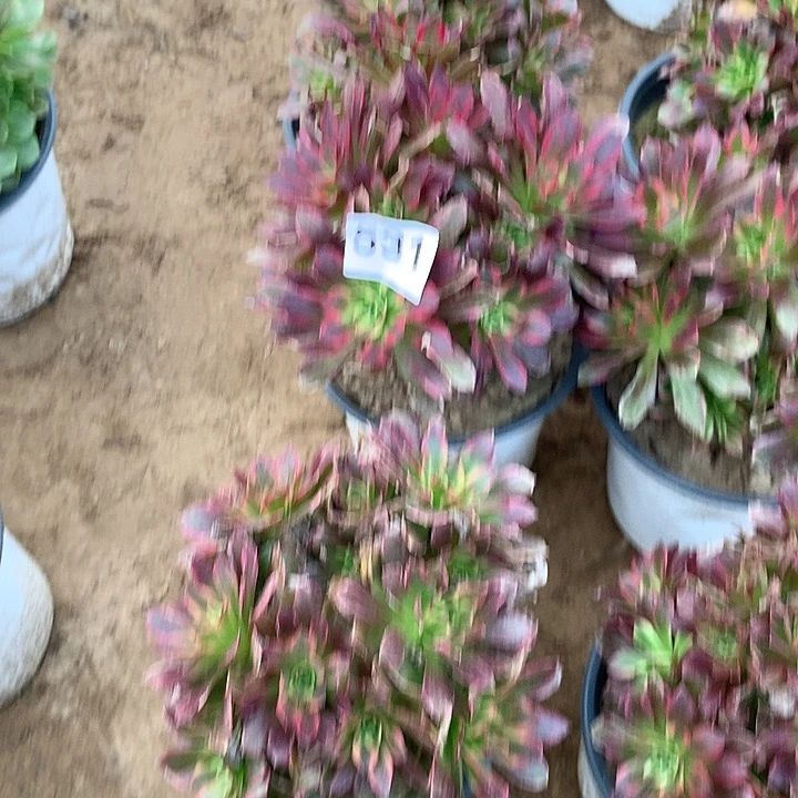 无花朵531安娜量拍北随机发