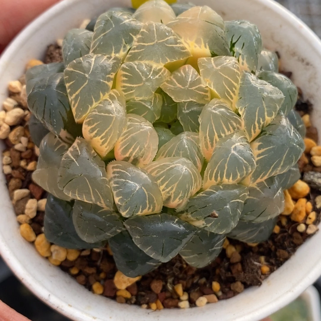 494湖斑湖水玉露锦