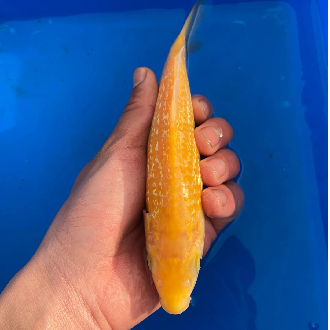 浩扬锦鲤甄选大日黄猿介子锦鲤专拍链接