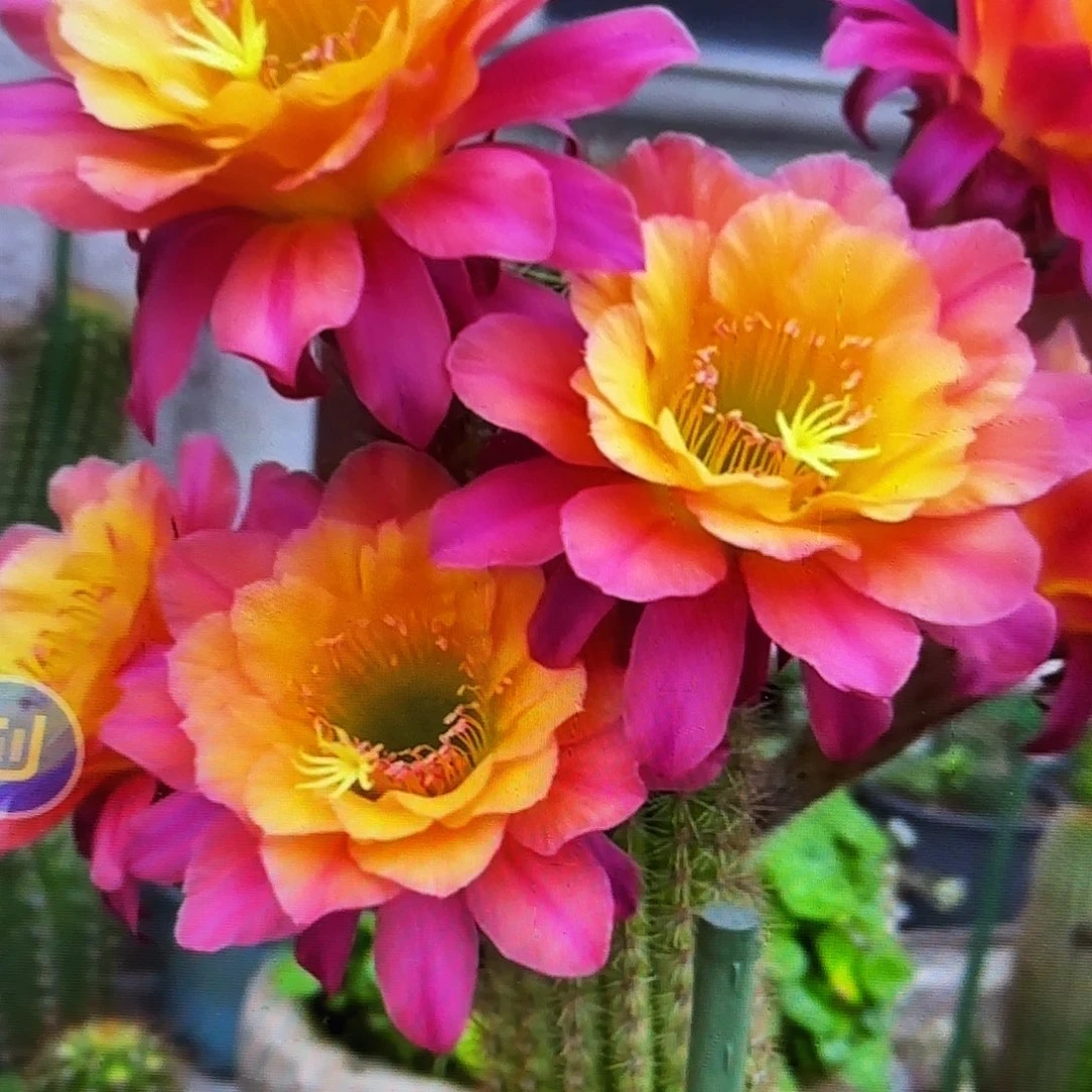 时光金妞侧牙20包邮仙人球27