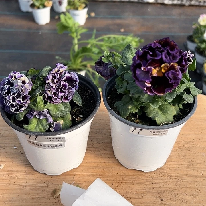 水晶抖音直播闪拍77