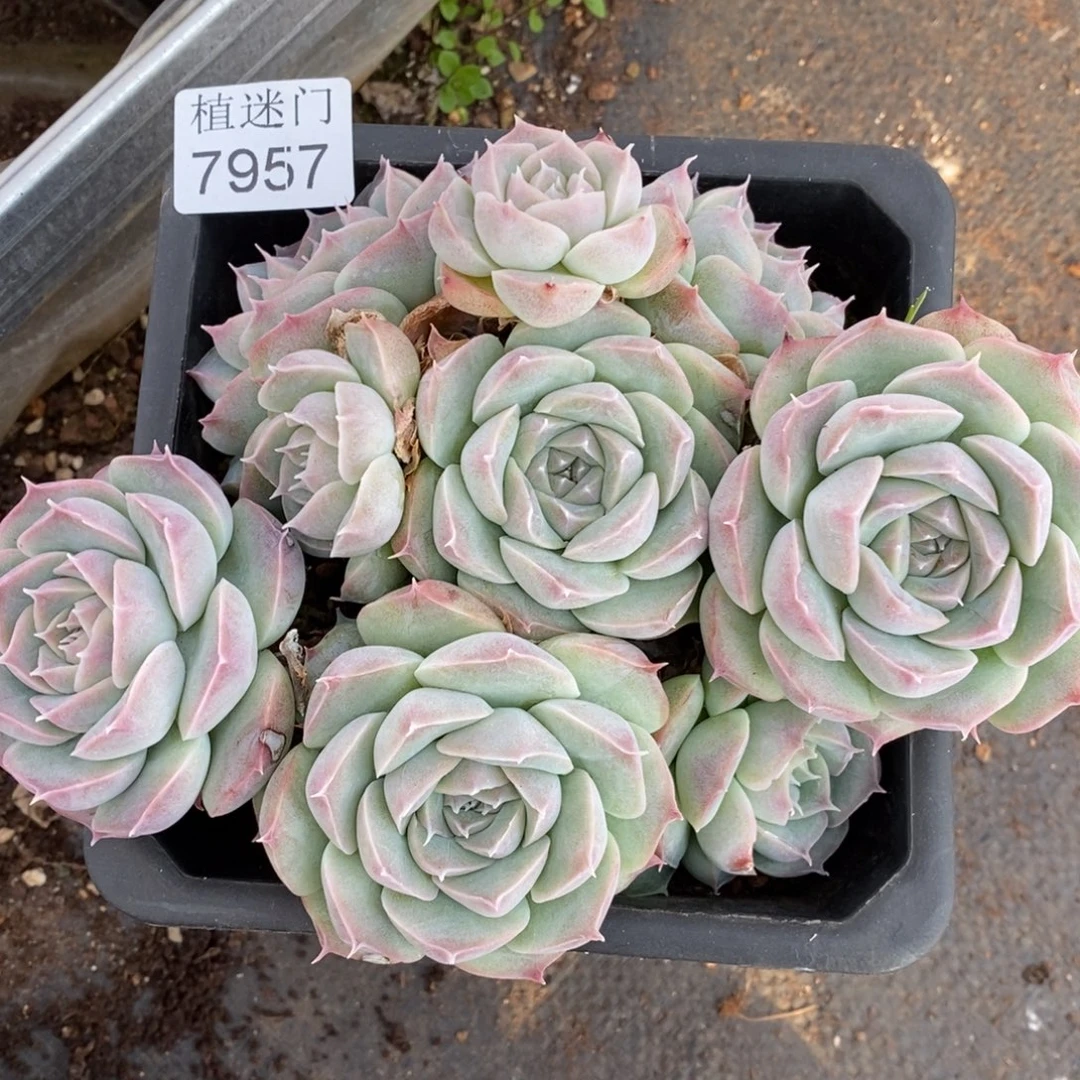 如***令生日福利九折~7957~15厘米