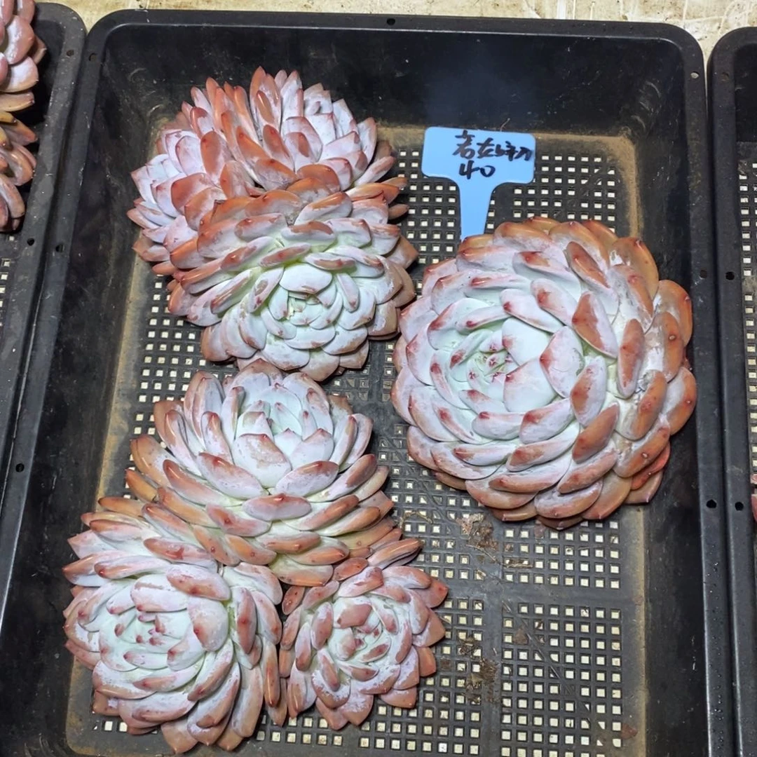 啊军喵多肉橙子群