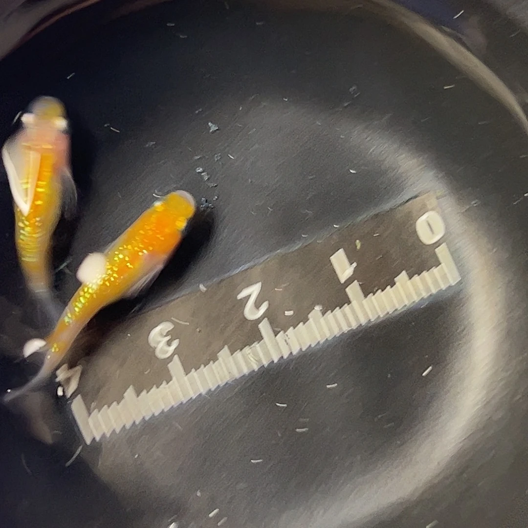 海水王华一组26号