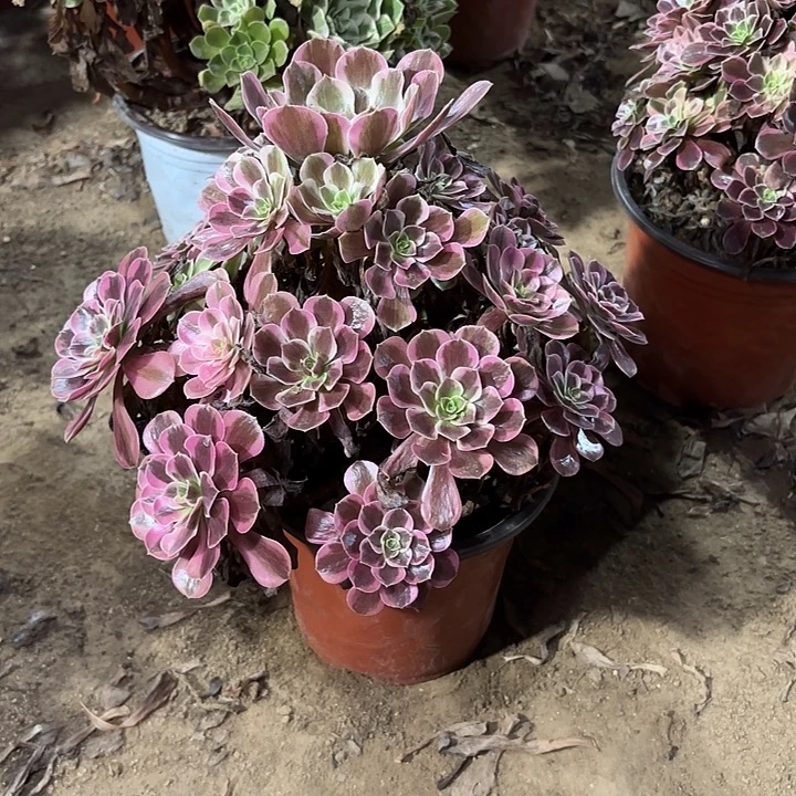 *****多肉植物法师凤冠51