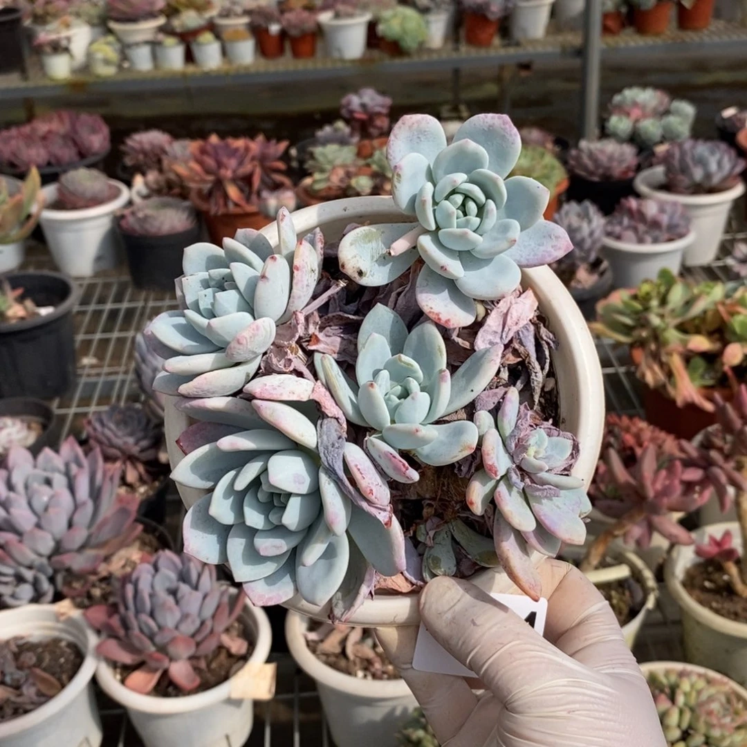 014冷香老桩一物一拍