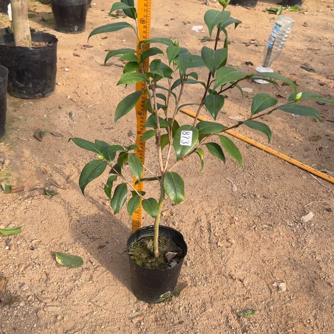 少量花朵（建议范围：2朵-5朵 或40%以下）873雅子