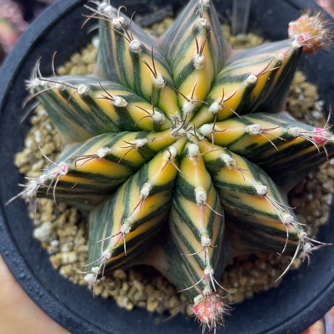 1-203米哈锦8.4厘米