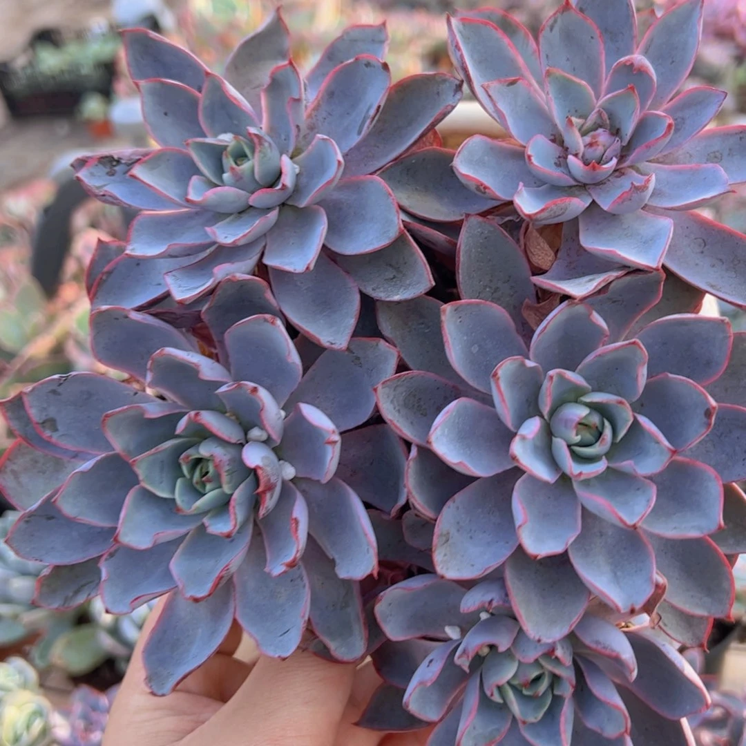 赫拉四头起发老桩