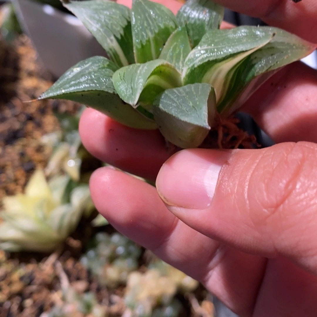 浩***贝1686 一颗福利。