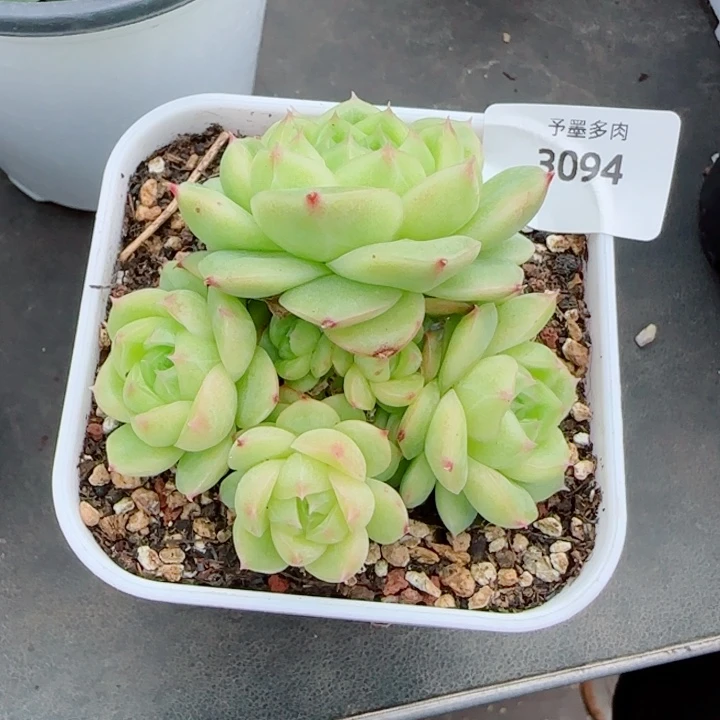 菠萝蜜，3094多肉植物