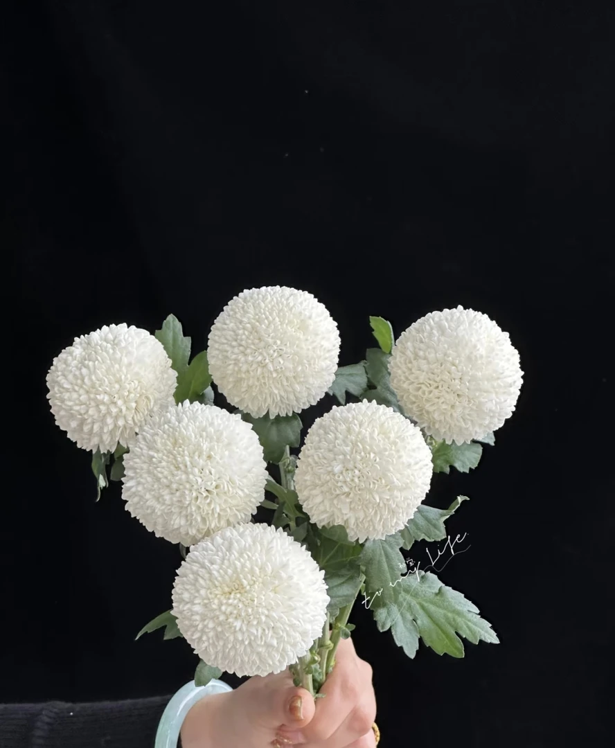 【白色乒乓菊】包邮，两单升级顺丰冷链