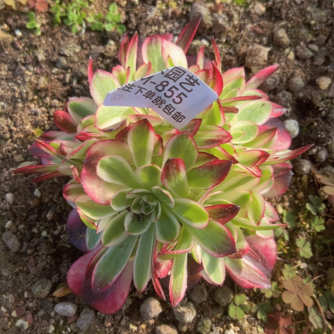 荔枝绣球多肉植物855