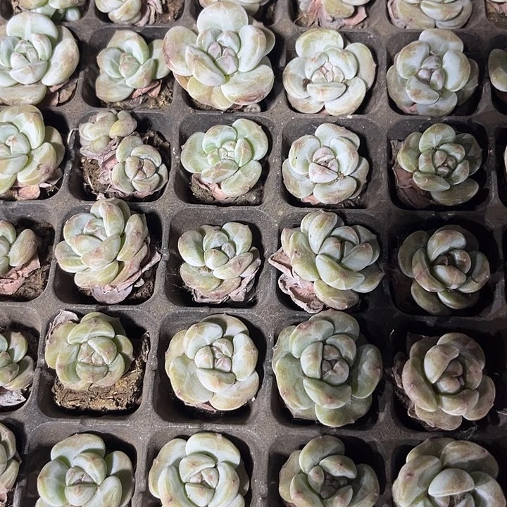 小石榴汁一元两颗