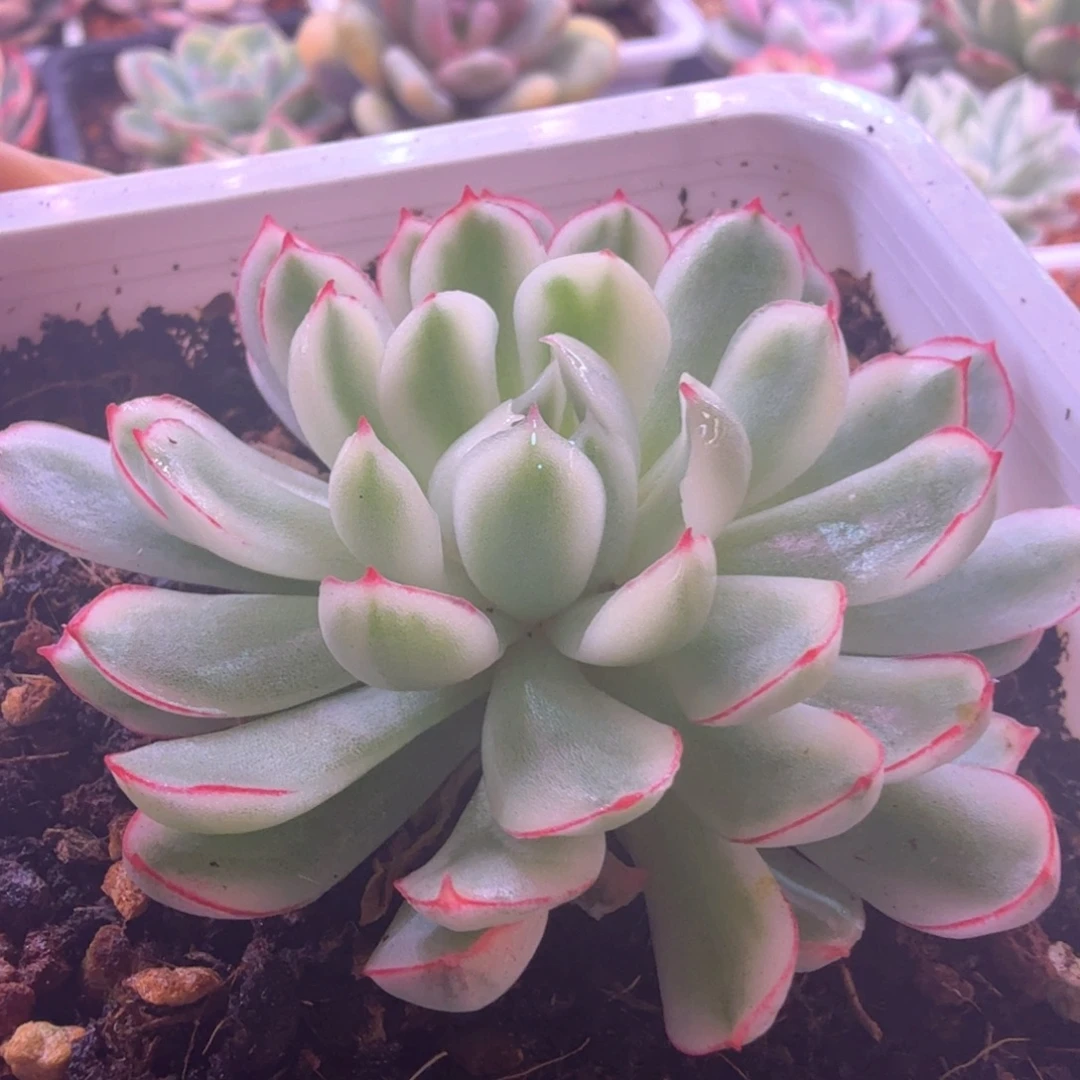 梦幻玫瑰白锦 多肉植物