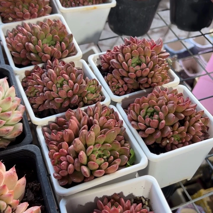 新疆包邮 红宝石