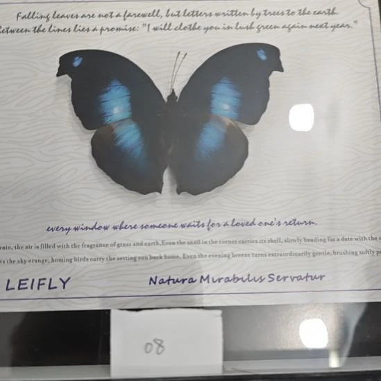 桃***.蝴蝶标本定制08号