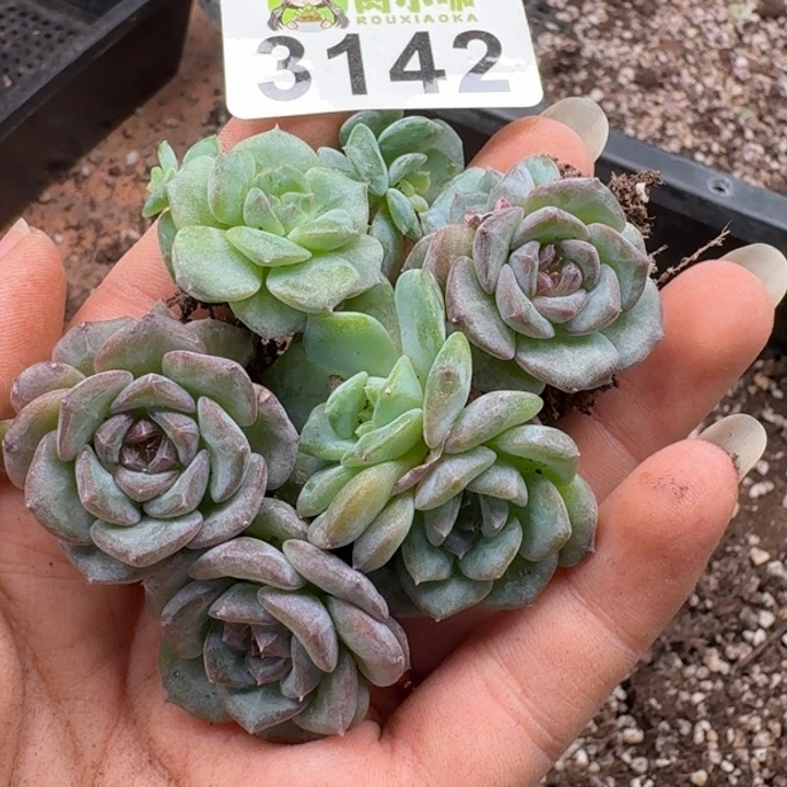 多肉植物多肉植物
