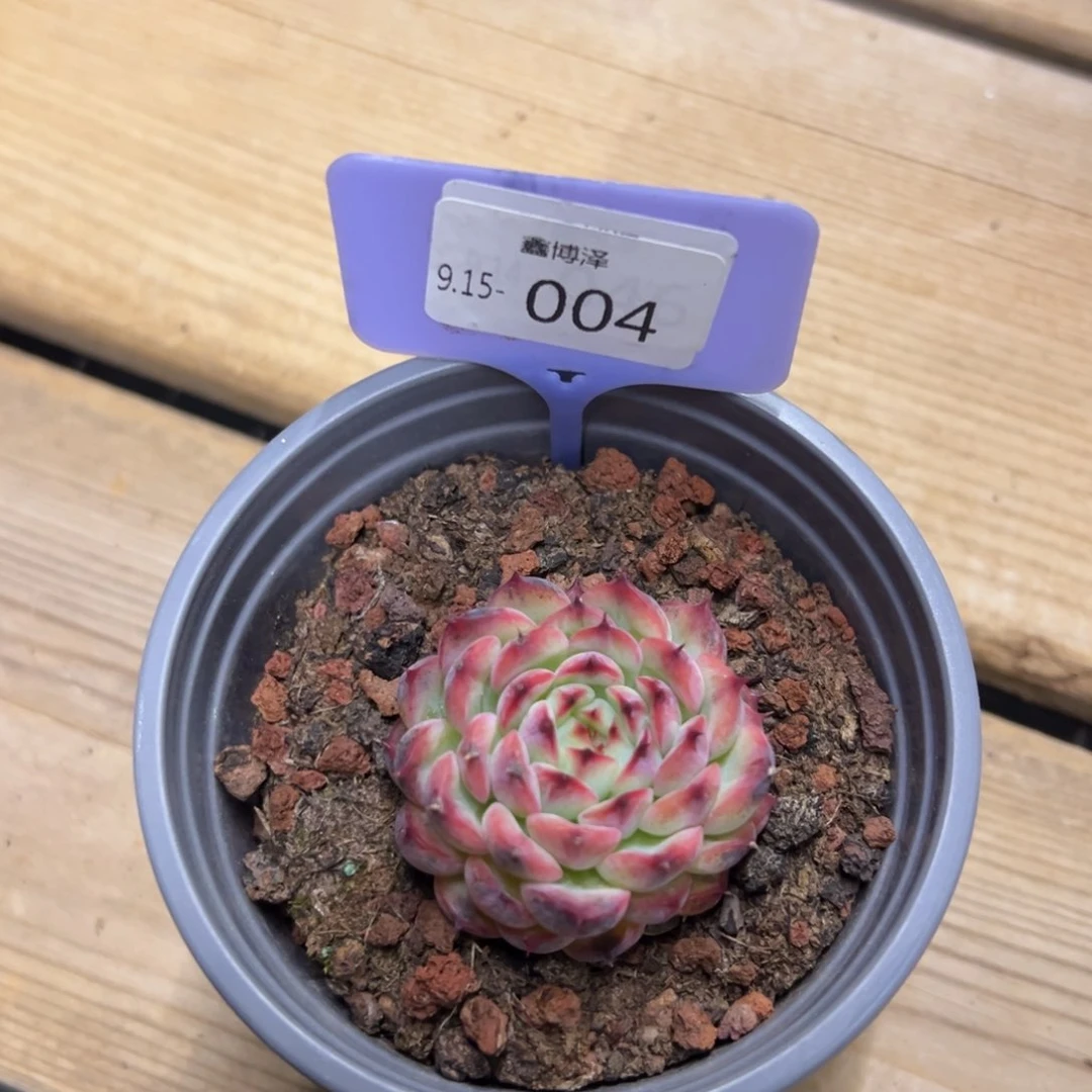请***了定向9.15-004