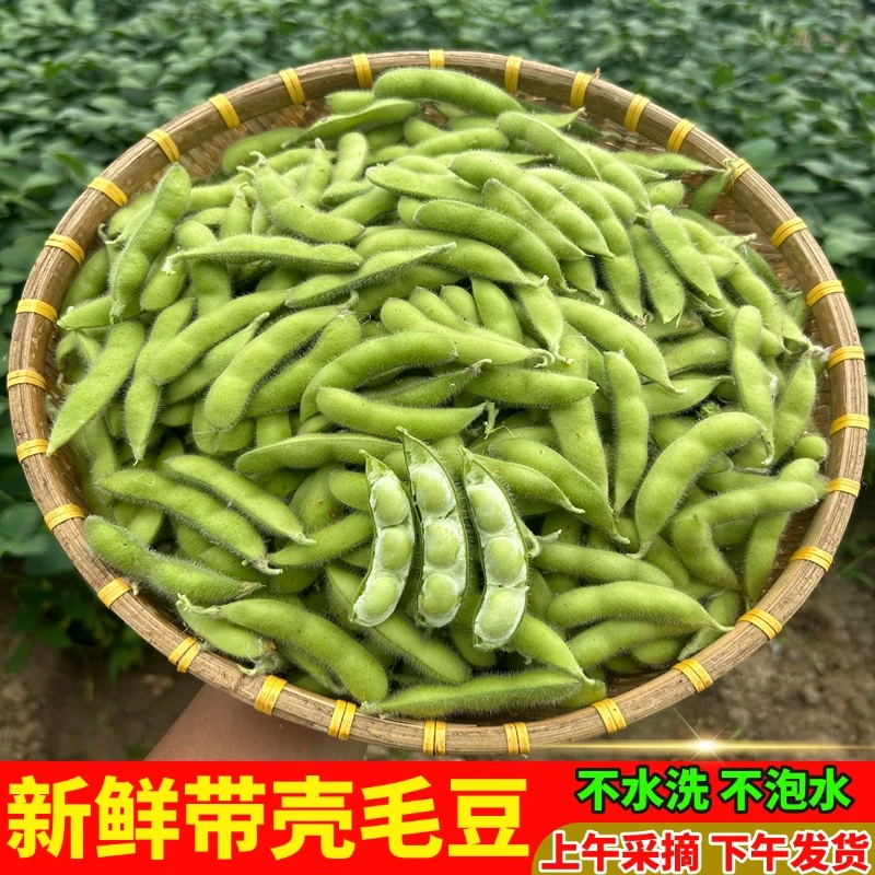 【新鲜带壳毛豆】新鲜现摘毛豆可以做水煮毛豆毛豆粒毛豆米当天采摘