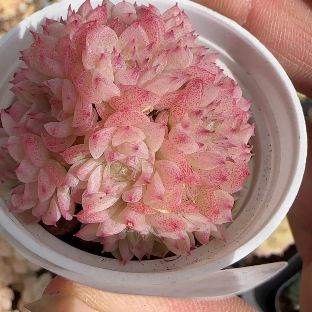 花语逸境0222-231散