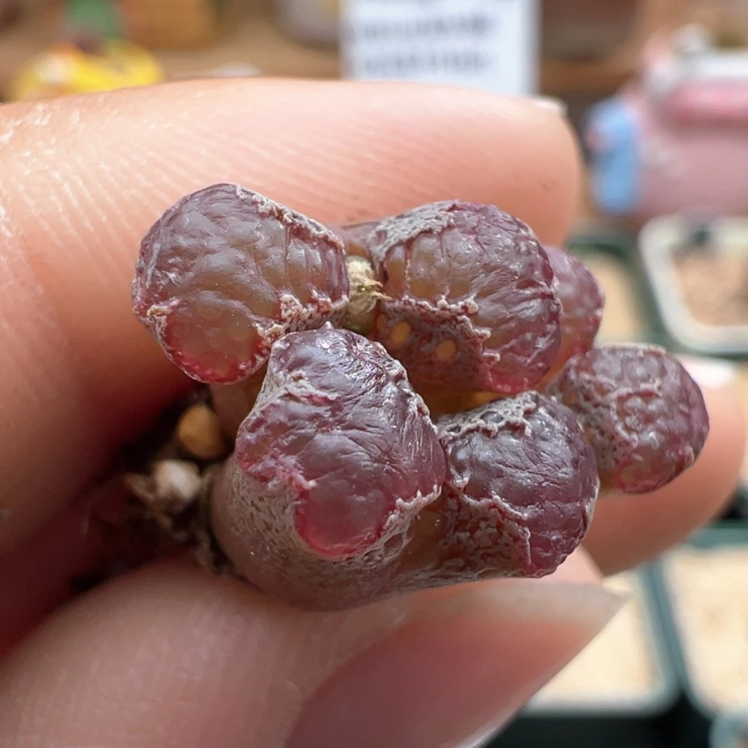 898。江南全窗超蝶 多肉