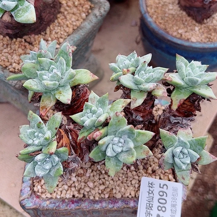 8095绿途苹果叶仙女杯多肉