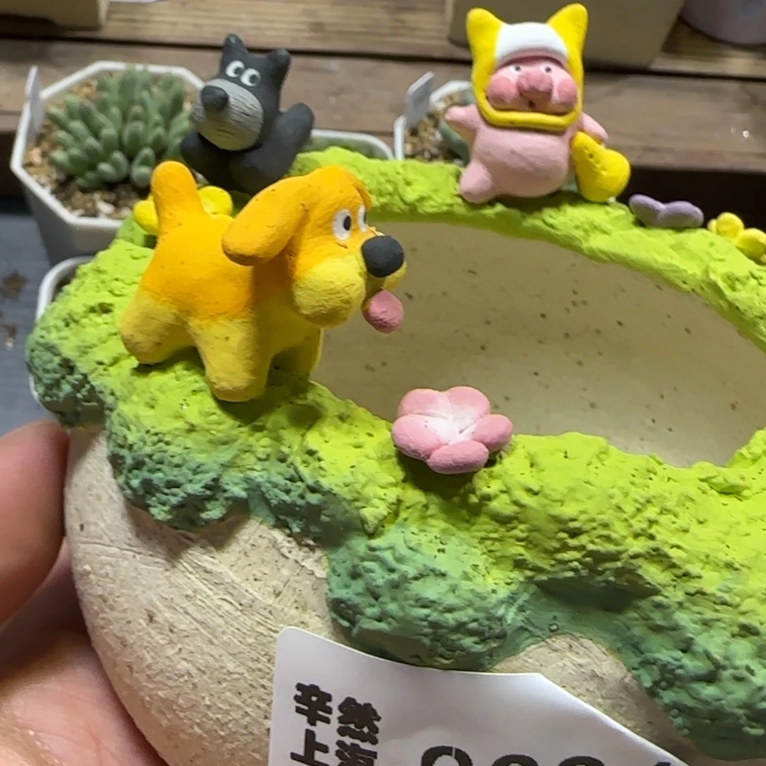 9.18。   猪猪盆。   2024