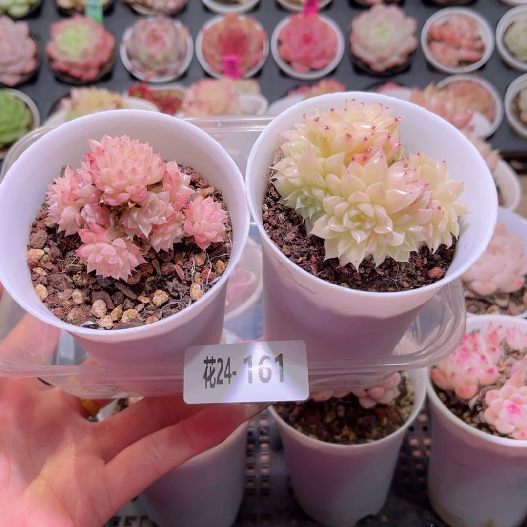 花利美24-161麦秆 2颗