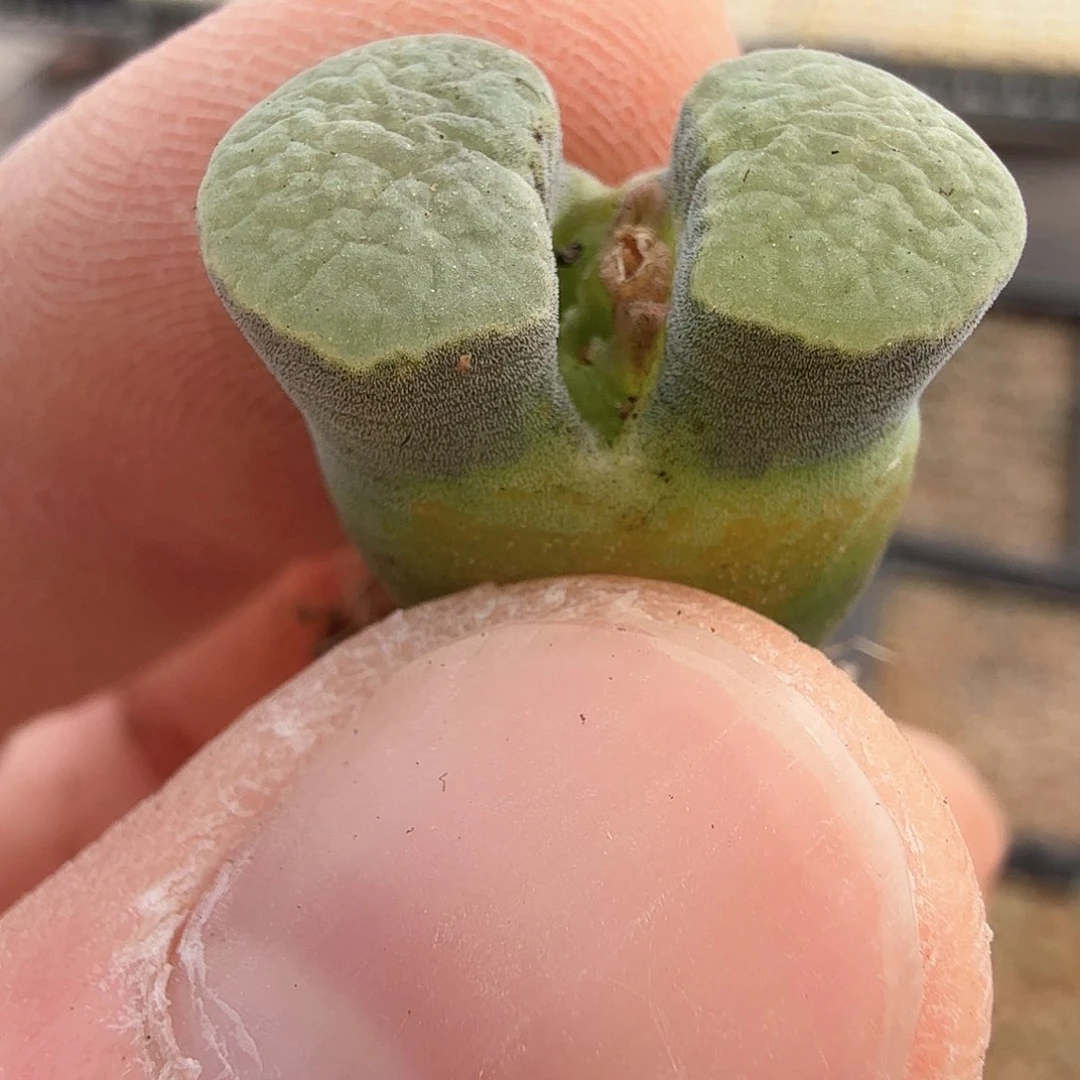 澄****玉dy30 美玉 雪花窗