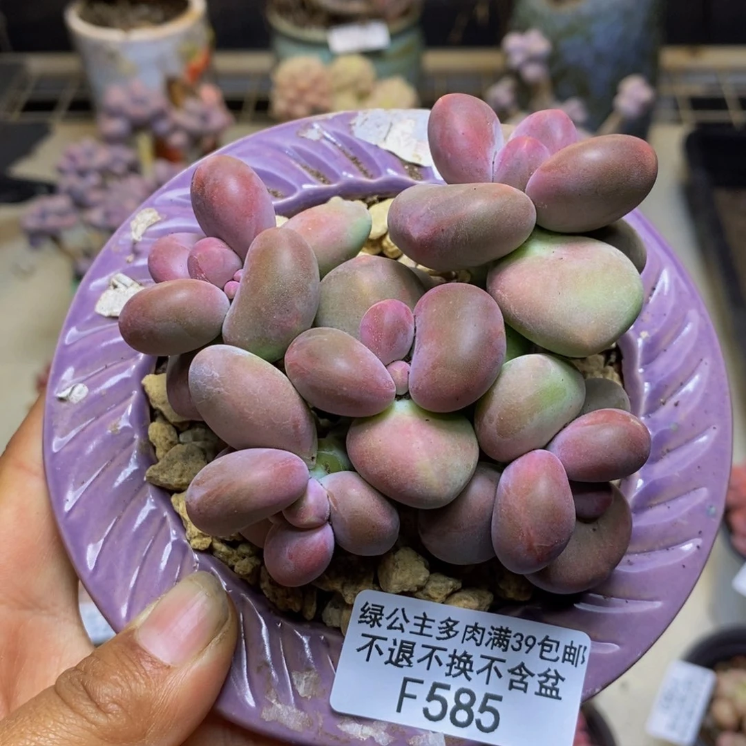 585芒果奶二代多肉7c m