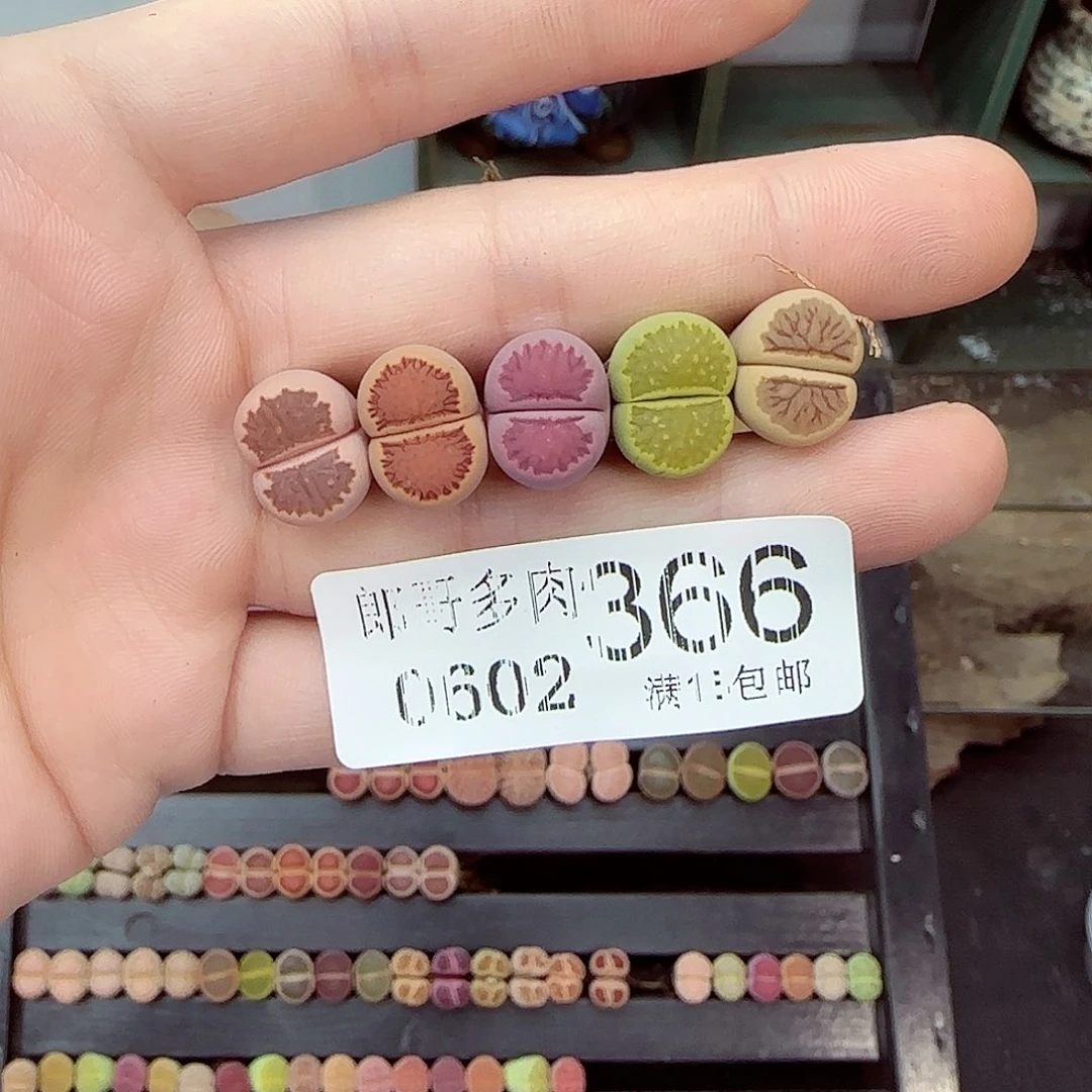 壹*满18包邮0602-366