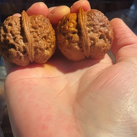 文玩核桃把件独孤蟾带彩磕尖41