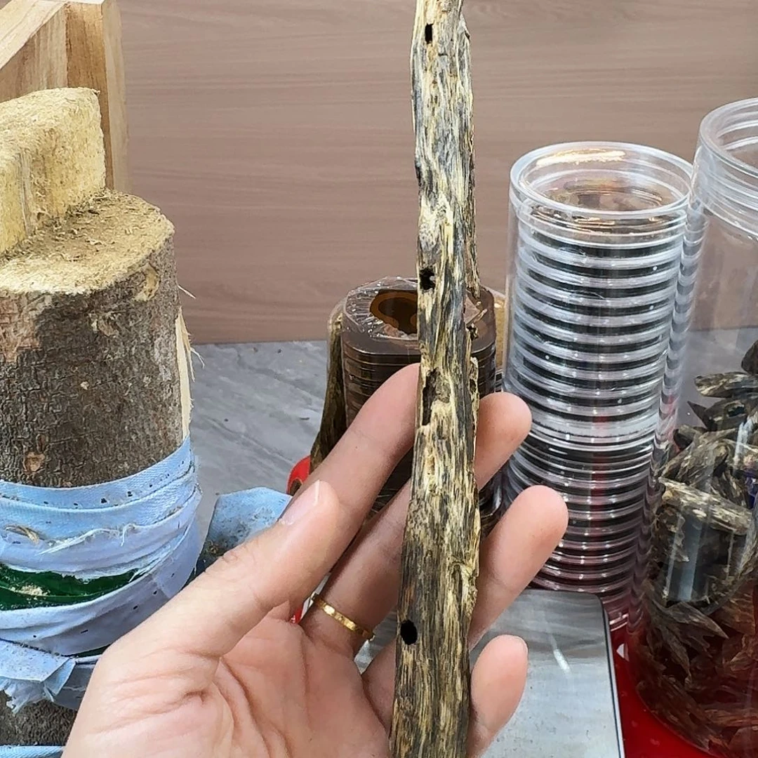 香料绿奇楠虫漏白棋20克