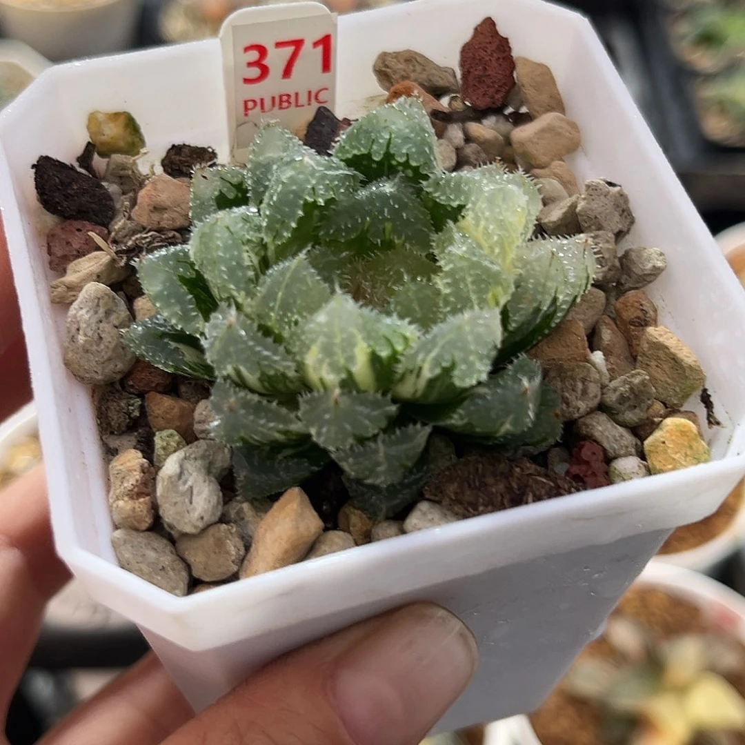 371玄冰玉露锦福利
