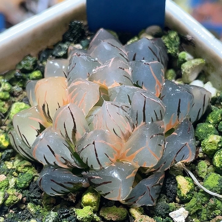 548水中月锦特选福利