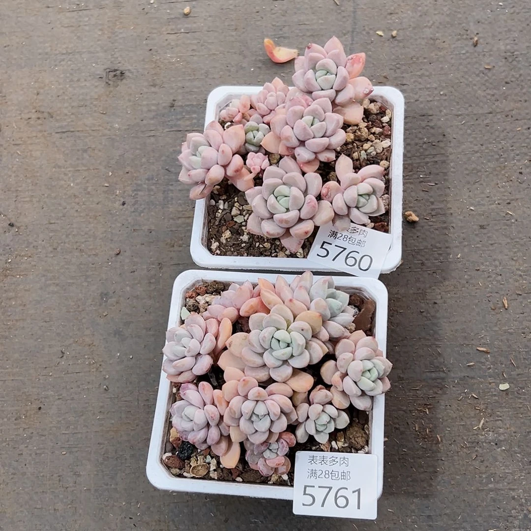 9号我们的确是一个5760.61