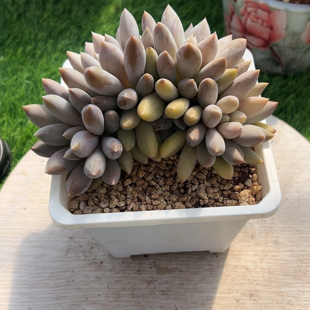 【闪购商品】哥特黄胖小树