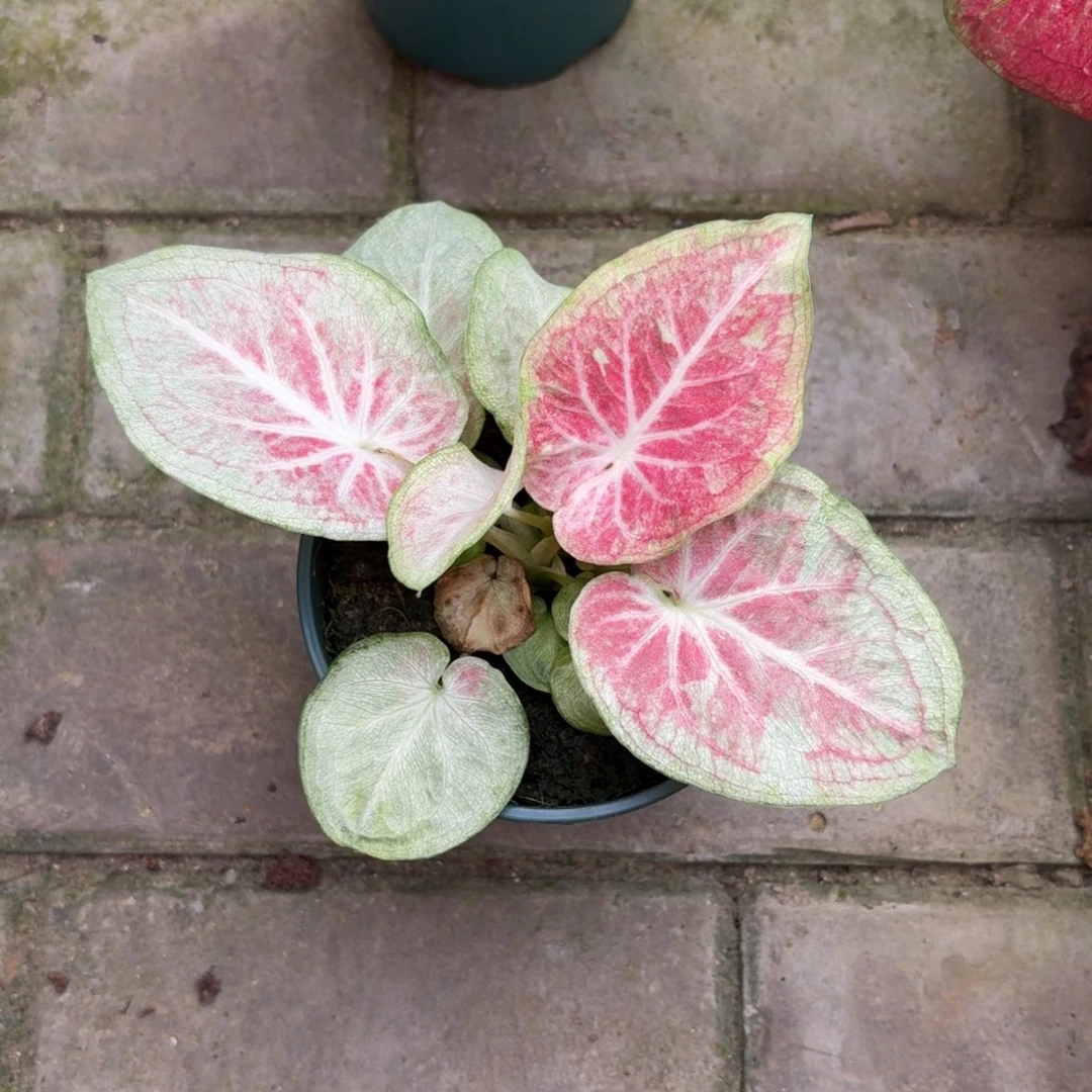 天堂莲花泰国彩叶芋68-1029