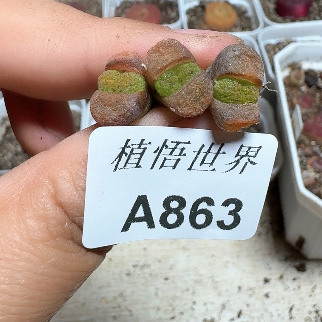 1颗一组量拍多肉植物哇c g