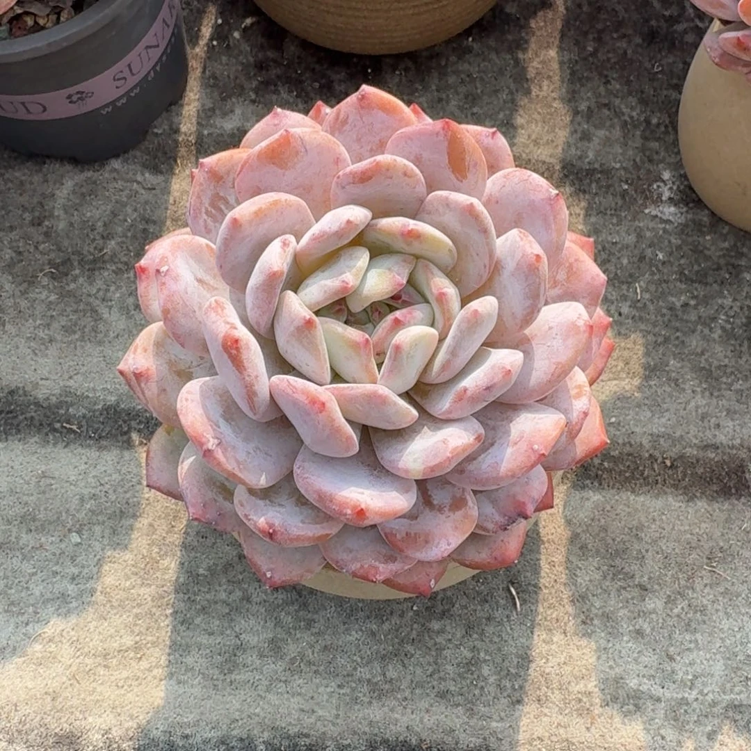 很***-精美大单头，专拍链接。