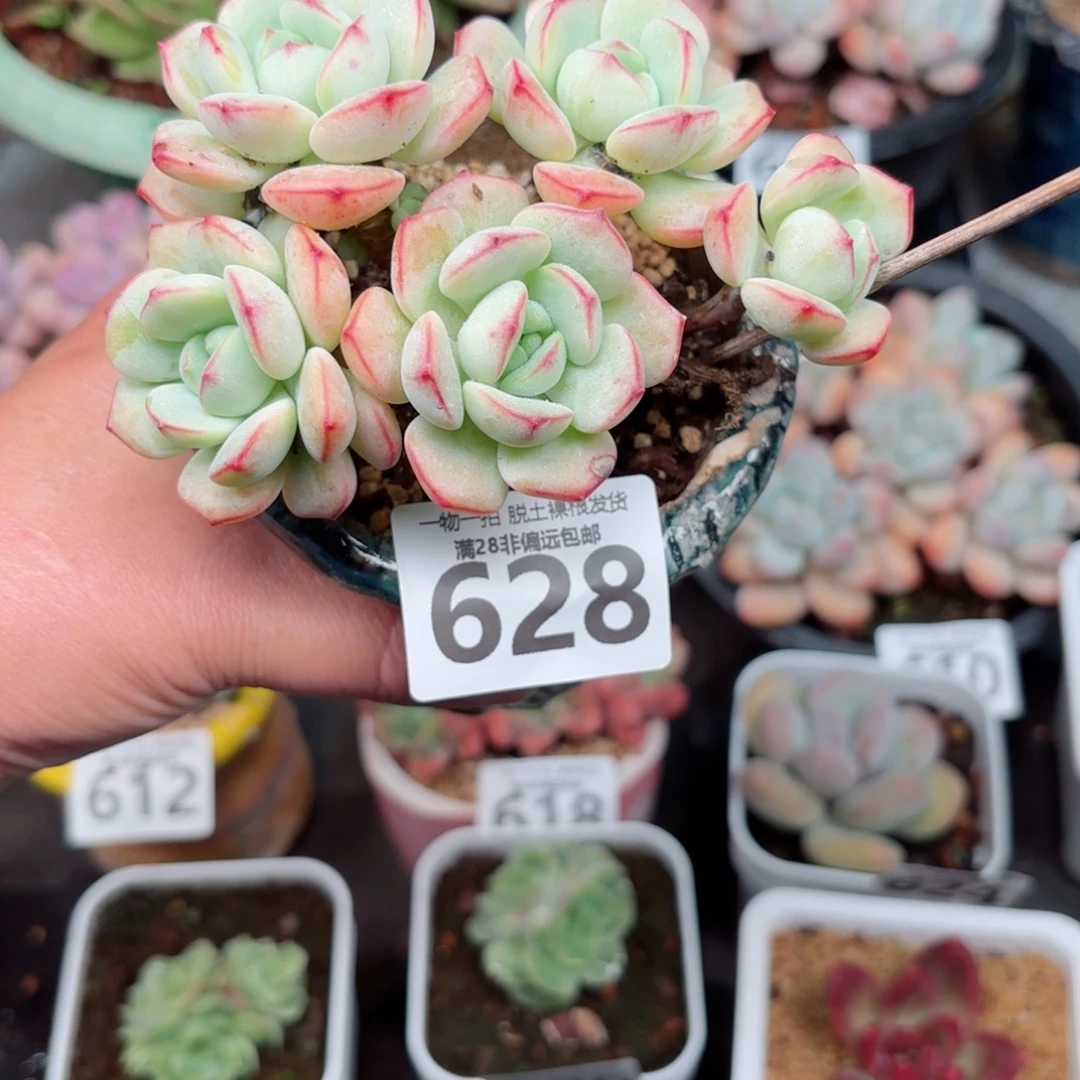 香草老桩无盆土发货