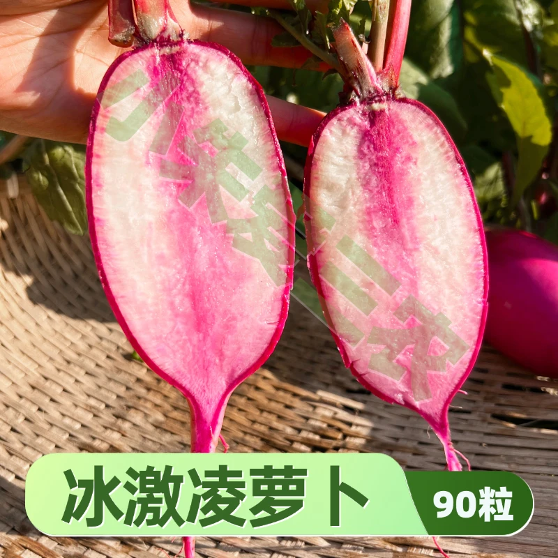 冰激凌萝卜种子糖芯水果萝卜种籽冰淇淋水果萝卜籽甄选杂交好品质