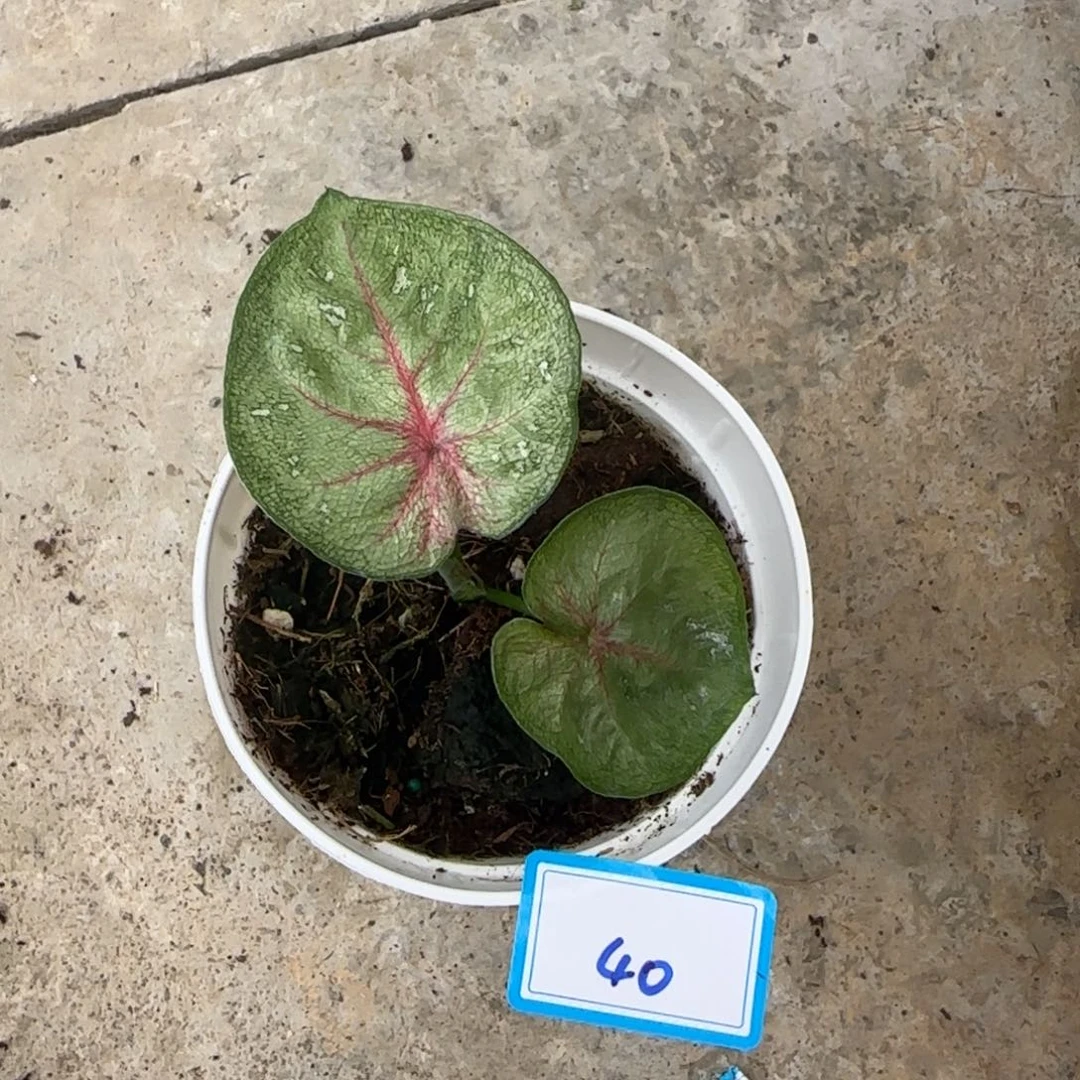 完全开放40小海王无售后