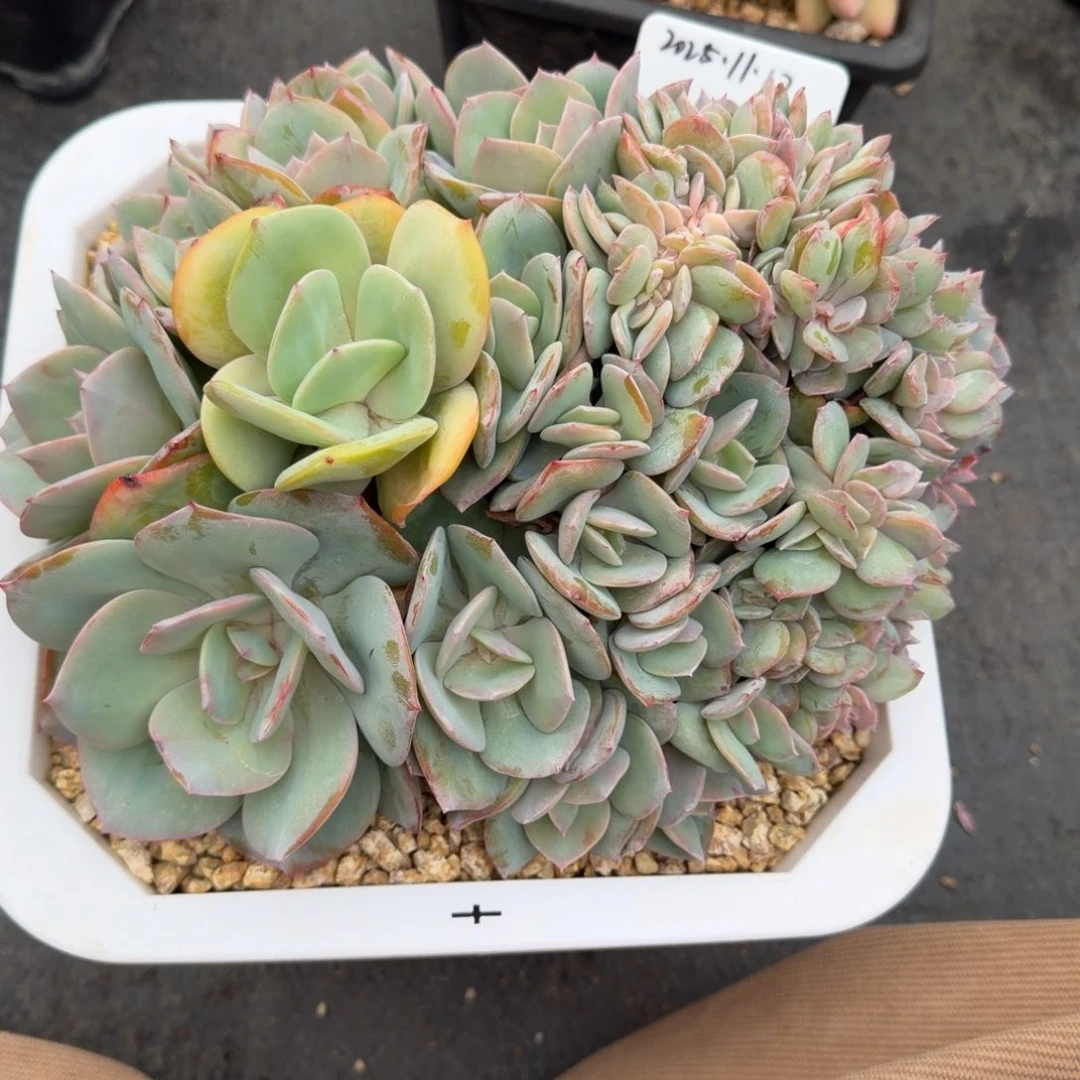 一物一拍白凤锦大缀118