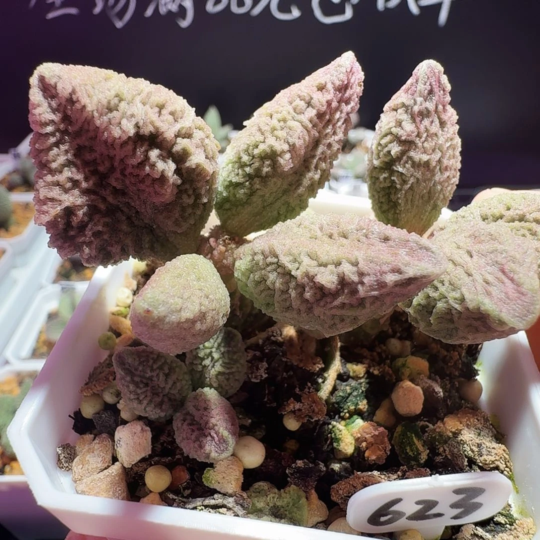 乌苏拉水泡，带盆发货，满88包顺丰