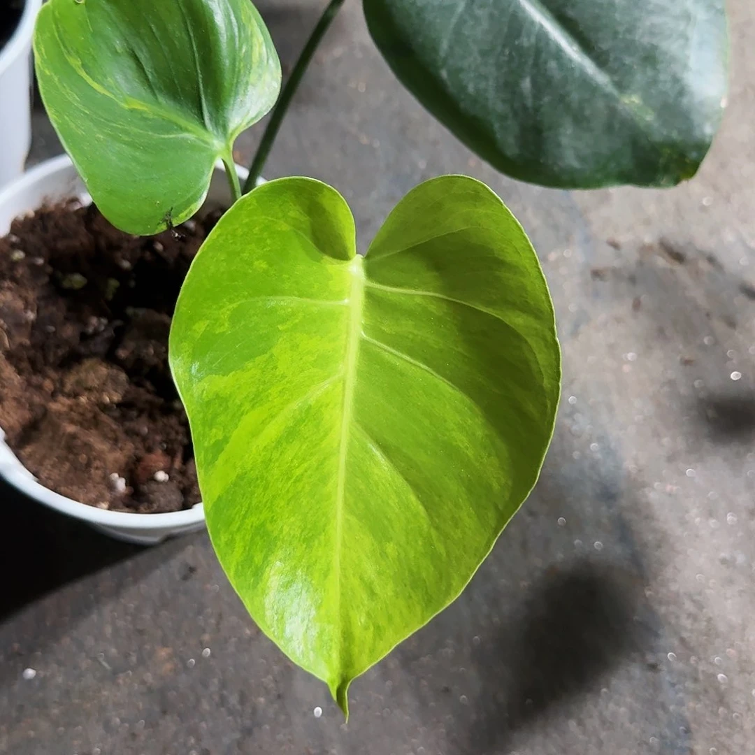 当前无花朵，栽培后可花朵S****班龟背竹植物一物一拍