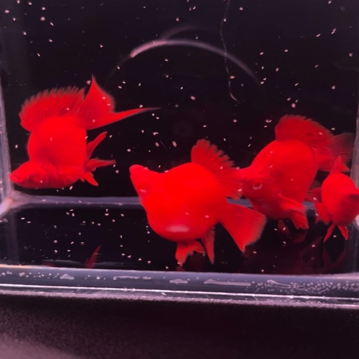 孔雀鱼红箭球种鱼2对