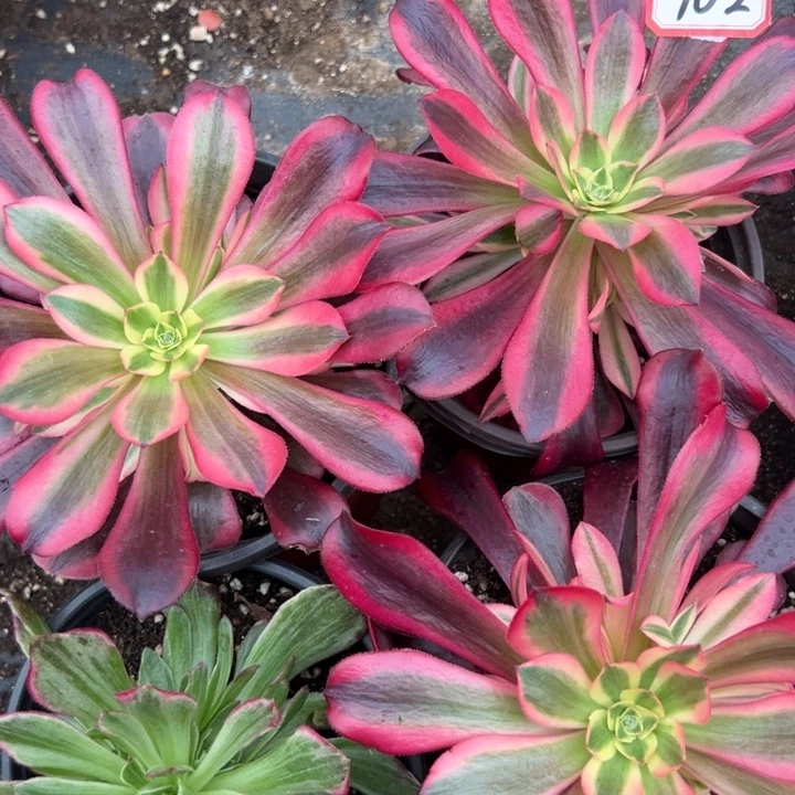 多肉植物902不售后