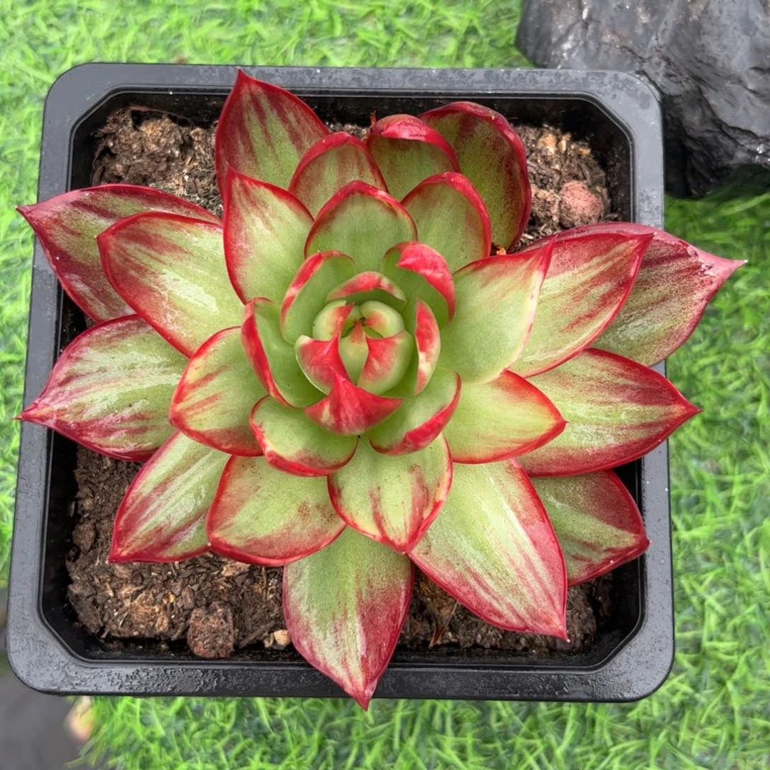超惊鸿仙子一物一拍
